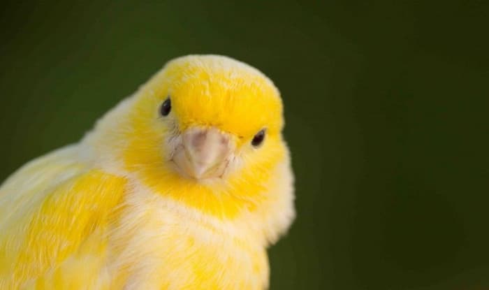 La Fiesta de las Aves